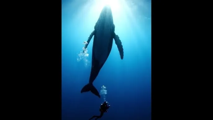 人与人配种高清全过程 - 深蓝星球：探索海洋深处的未知世界